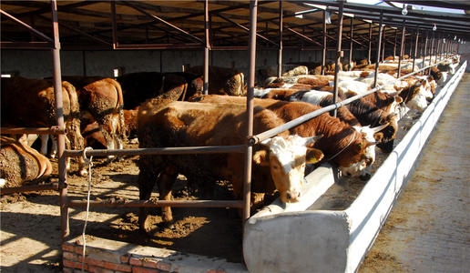 中国牛肉消费、生产及流通分析报告